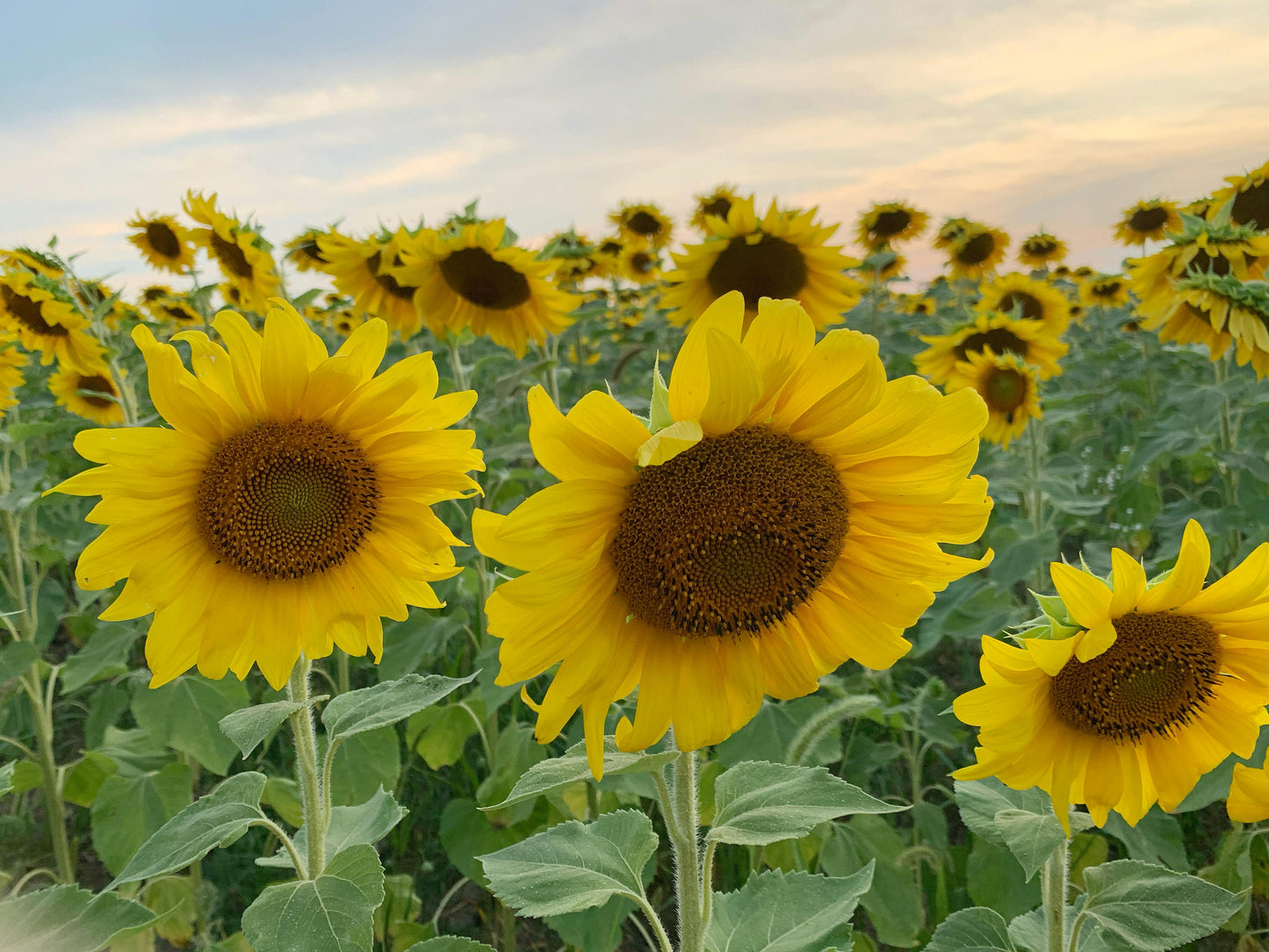 Sunflowers