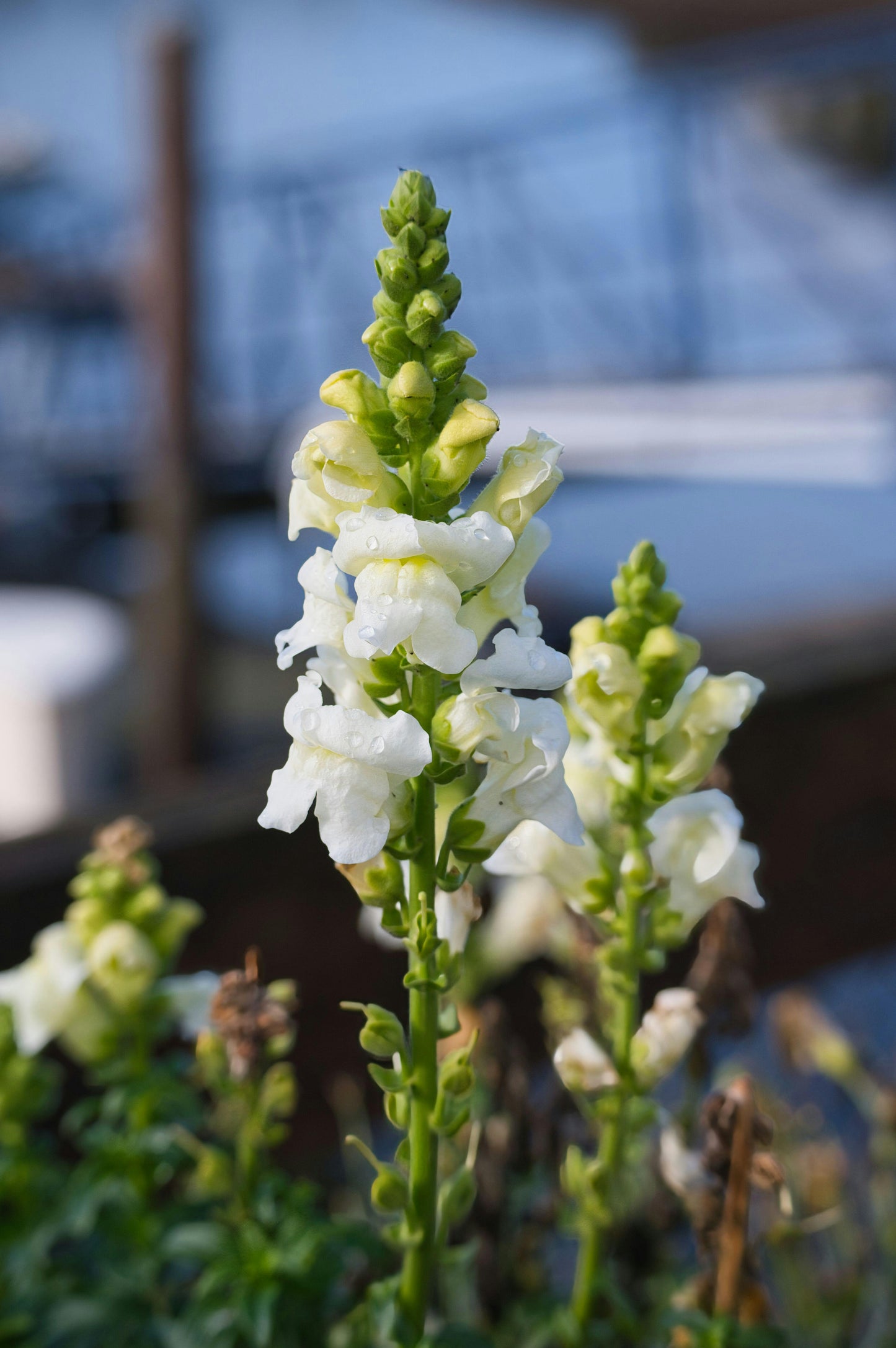 Snapdragons