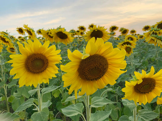 Sunflowers